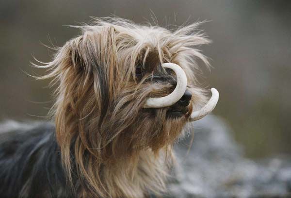 quel est ce mouton? - Page 4 Xgwtk1xl
